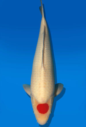 Koi Auktion Dainichi Tancho JumboTosai RedTiger - 49cm NN01-2869