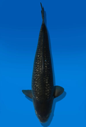 Koi Auktion Dainichi BlackDiamond JumboTosai BlackZeus - 48cm NN03-2870