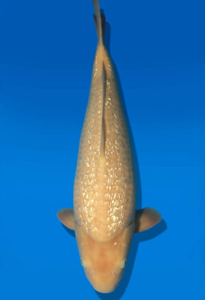 Koi Auktion Dainichi GinrinKarashigoi JumboTosai YellowMonkey - 47cm NN03-2871
