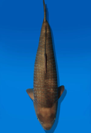 Koi Auktion Dainichi Chagoi JumboTosai BrownMonkey - 48cm NN03-2872