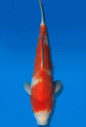 Koi Auktion Dainichi Kohaku JumboTosai RedTiger - 41cm NN03-2873