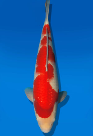 Koi Auktion Dainichi Kohaku JumboTosai RedDragon - 44cm NN03-2883