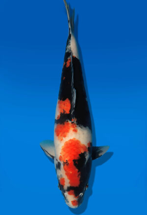 Koi Auktion Dainichi Showa JumboTosai BlackMonroe - 47cm NN03-2874