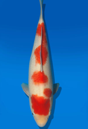 Koi Auktion Dainichi Kohaku JumboTosai RedTiger - 36cm NN03-2875