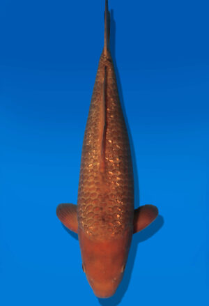 Koi Auktion Dainichi GinrinChagoi JumboTosai BrownMonkey - 43cm NN03-2876