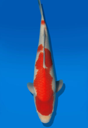 Koi Auktion Dainichi Kohaku JumboTosai RedTiger - 43cm NN03-2877