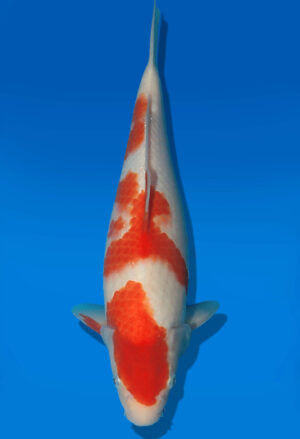 Koi Auktion Kanno Goshiki JumboTosai Kanno - 35cm NN03-2878