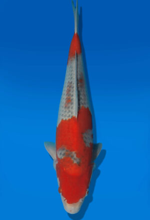 Koi Auktion Kanno Goshiki JumboTosai Kanno - 37cm NN03-2879