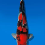 Koi Auktion Dainichi Showa JumboTosai BlackMonroe - 40cm T13-2884