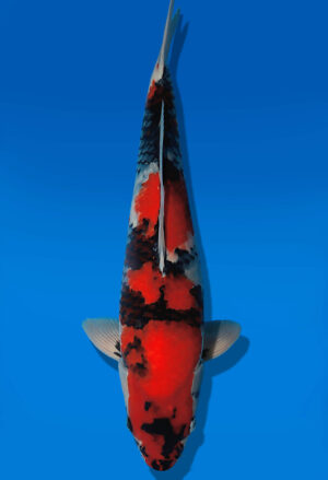 Koi Auktion Dainichi Showa JumboTosai BlackMonroe - 40cm T13-2884