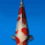 Koi Auktion Dainichi GinrinShowa JumboTosai XGinrinShowa - 40cm T13-2885