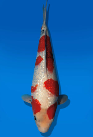 Koi Auktion Dainichi GinrinShowa JumboTosai XGinrinShowa - 40cm T13-2885