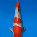 Koi Auktion Dainichi Kohaku JumboTosai NewMiharaX - 38cm T13-2914