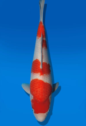 Koi Auktion Dainichi Kohaku JumboTosai NewMiharaX - 38cm T13-2914