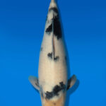 Koi Auktion Dainichi ShiroUtsuri JumboTosai DainichiShowa - 39cm T13-2915