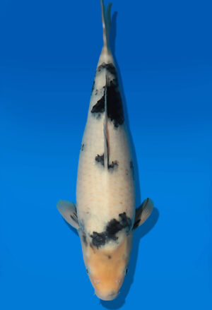 Koi Auktion Dainichi ShiroUtsuri JumboTosai DainichiShowa - 39cm T13-2915