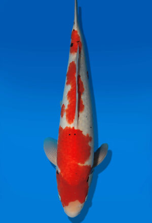 Koi Auktion Dainichi Sanke JumboTosai MSankeJr. - 43cm T13-2917
