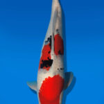 Koi Auktion Dainichi Sanke JumboTosai MSankeJr. - 45cm T13-2916