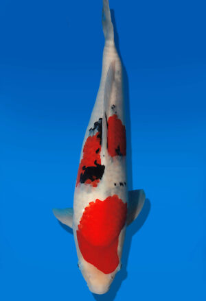 Koi Auktion Dainichi Sanke JumboTosai MSankeJr. - 45cm T13-2916