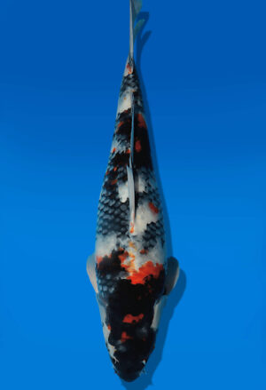 Koi Auktion Dainichi Showa JumboTosai BlackMonroe - 48cm T13-2887