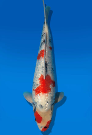 Koi Auktion Dainichi GinrinShowa JumboTosai XGinrinShowa - 42cm T13-2886