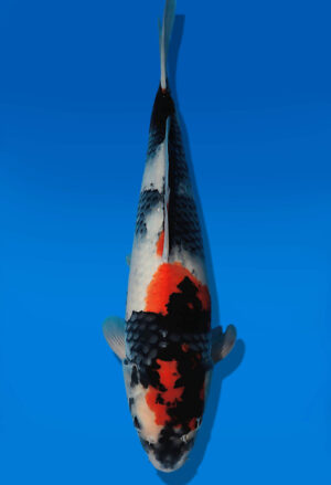 Koi Auktion Dainichi Showa JumboTosai BlackMonroe - 44cm T13-2888
