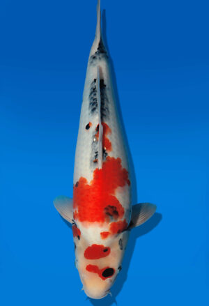 Koi Auktion Dainichi Showa JumboTosai WhiteMonroe - 43cm T13-2891