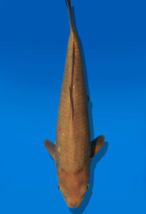 Koi Auktion Dainichi Chagoi JumboTosai BrownMonkey - 33cm T13-2889