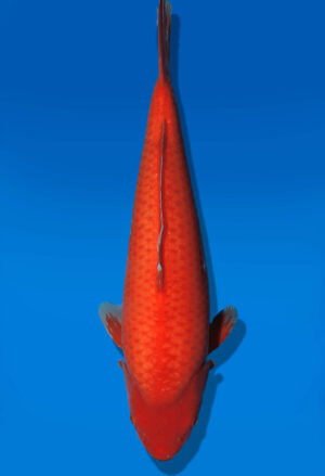 Koi Auktion Dainichi Benigoi JumboTosai RedTiger - 43cm T13-2890
