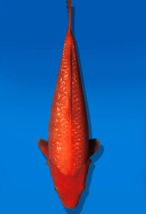 Koi Auktion Dainichi GinrinBenigoi JumboTosai XGinrinKohaku - 44cm T13-2892