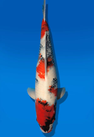 Koi Auktion Dainichi Showa JumboTosai WhiteMonroe - 51cm T13-2894