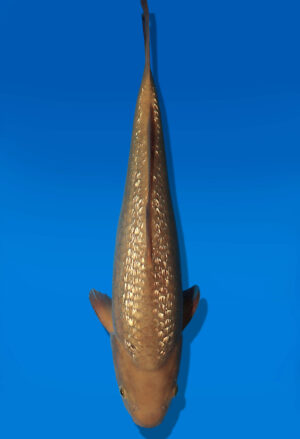 Koi Auktion Dainichi GinrinChagoi JumboTosai BrownMonkey - 36cm T13-2893