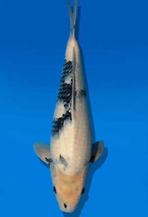 Koi Auktion Dainichi ShiroUtsuri JumboTosai WhiteMonroe - 51cm T13-2895