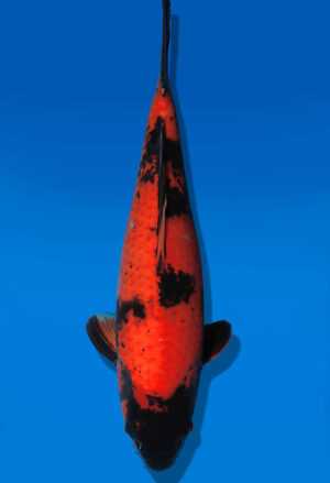 Koi Auktion Dainichi HiUtsuri JumboTosai BlackMonroe - 50cm T13-2918