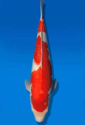 Koi Auktion Dainichi Showa JumboTosai Monroe - 52cm T13-2898