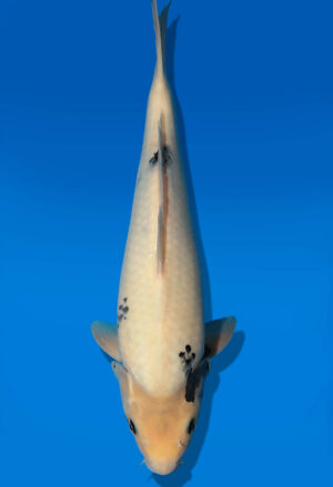 Koi Auktion Dainichi ShiroUtsuri JumboTosai BlackMonroe - 42cm T13-2896