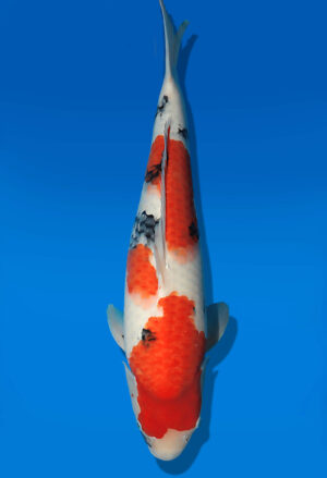 Koi Auktion Dainichi Showa JumboTosai BlackMonroe - 50cm T13-2897