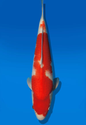 Koi Auktion Dainichi Kohaku JumboTosai NewMiharaX - 40cm T13-2919