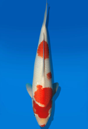 Koi Auktion Dainichi Kohaku JumboTosai Wild - 37cm T13-2899
