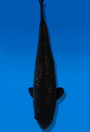 Koi Auktion Dainichi BlackDiamond JumboTosai BlackZeus - 40cm T13-2900