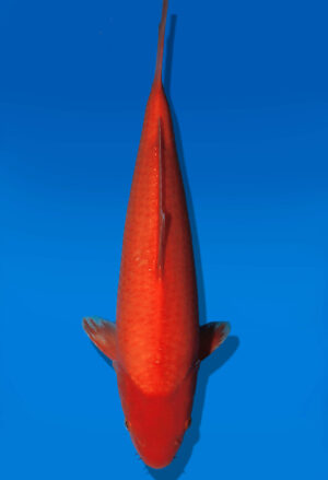 Koi Auktion Dainichi Benigoi JumboTosai RedTiger - 37cm T13-2901