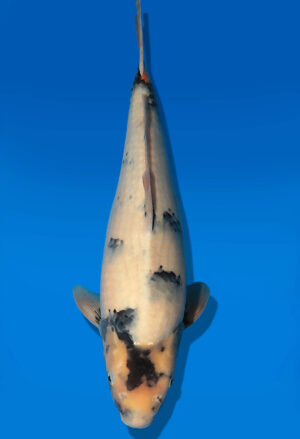 Koi Auktion Dainichi ShiroUtsuri JumboTosai Monroe - 47cm T13-2902