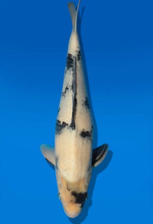 Koi Auktion Dainichi ShiroUtsuri JumboTosai BlackMonroe - 37cm T13-2920