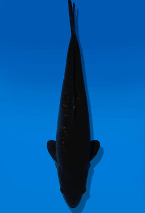 Koi Auktion Dainichi BlackDiamond JumboTosai BlackZeus - 45cm T13-2903