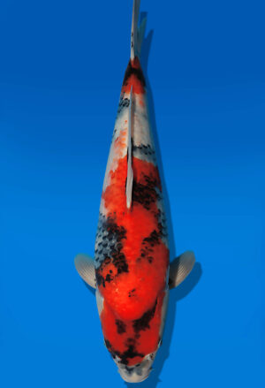 Koi Auktion Dainichi Showa JumboTosai BlackMonroe - 52cm T13-2921