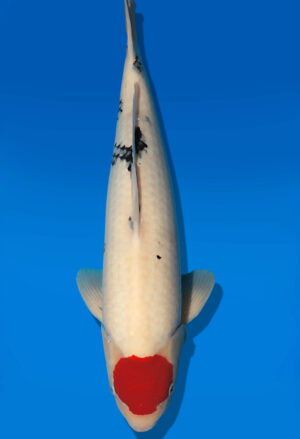 Koi Auktion Dainichi TanchoSanke JumboTosai MSankeJr. - 51cm T13-2904