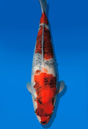 Koi Auktion Dainichi Showa JumboTosai WhiteMonroe - 47cm T13-2905