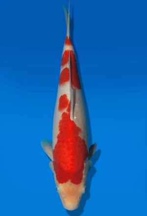 Koi Auktion Dainichi Kohaku JumboTosai RedDragon - 36cm T13-2922