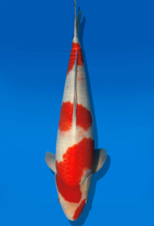Koi Auktion Dainichi Kohaku JumboTosai RedTiger - 49cm T13-2906
