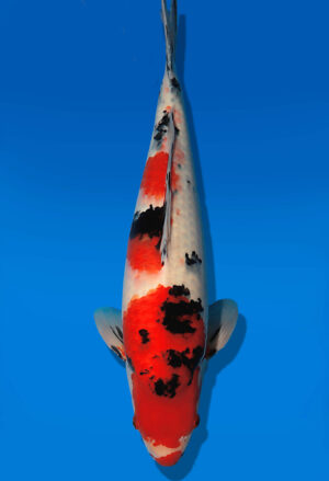 Koi Auktion Dainichi Sanke JumboTosai MSankeJr. - 49cm T13-2907